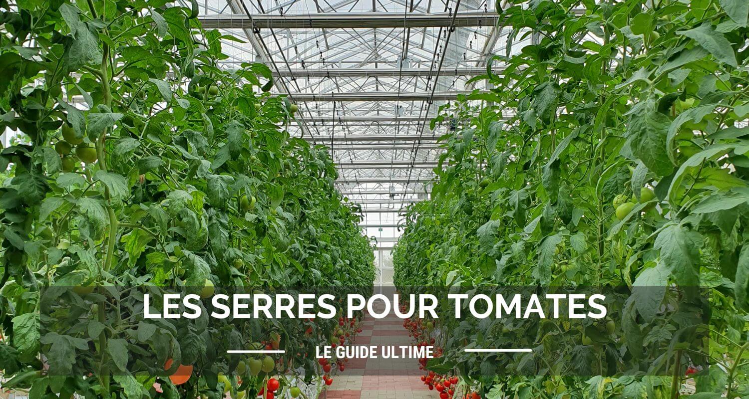 Serre tomates : le guide ultime pour des récoltes abondantes