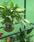 Zoom sur une étagère de la mini serre pour balcon verte