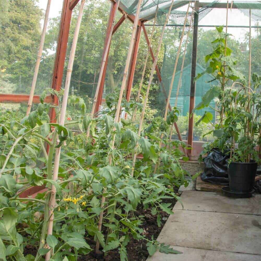 Petite serre de jardin pas chère