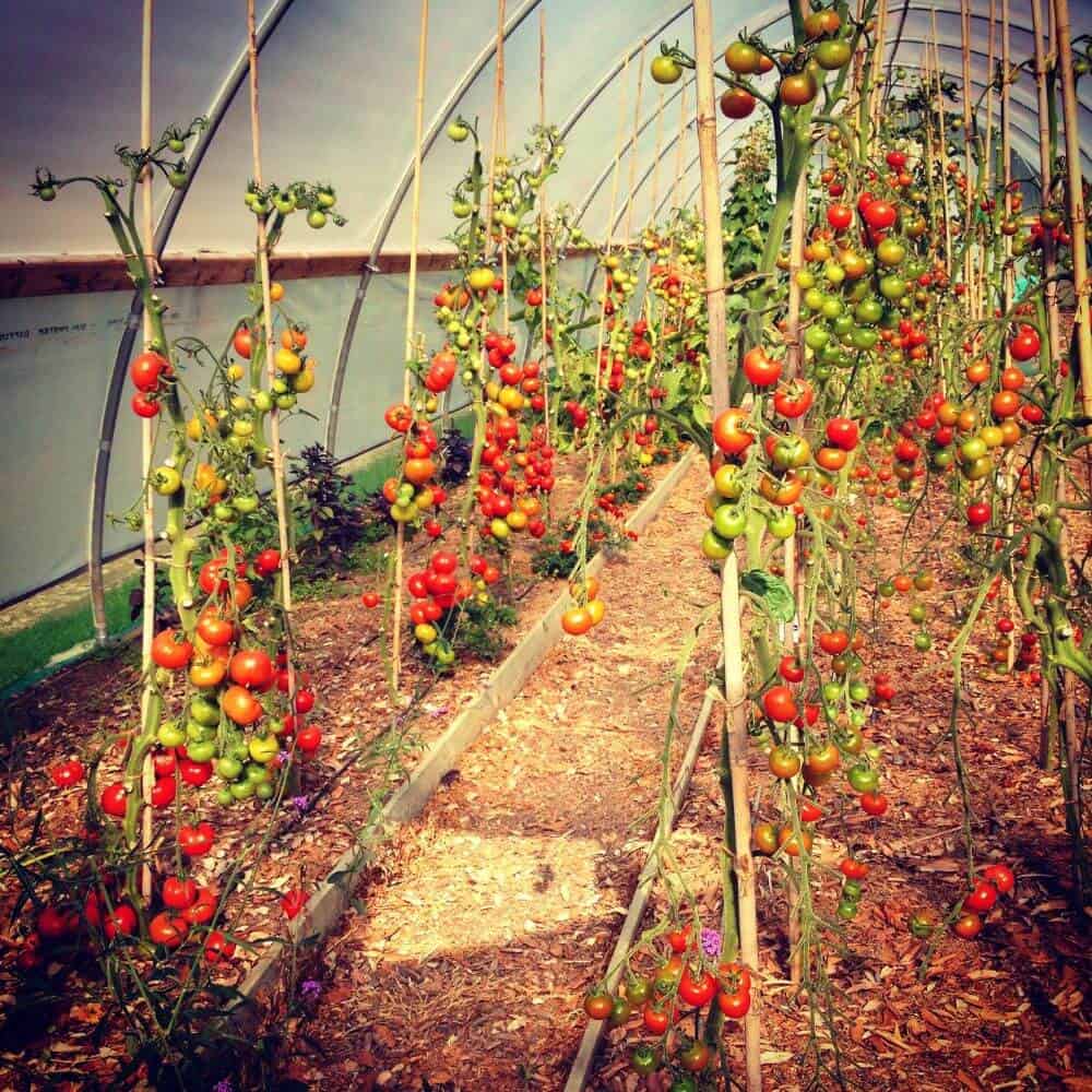 Serre de jardin tunnel au meilleur prix, idéale pour les tomates