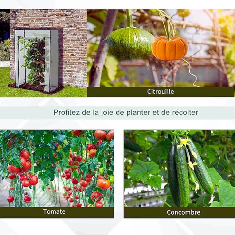 Cas d'utilisation de la mini serre de jardin pour tomates