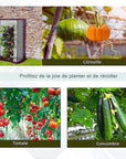 Cas d'utilisation de la mini serre de jardin pour tomates