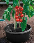 set de 3 réservoirs d'eau pour tomates ACD